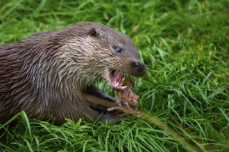European otter (Lutra lutra), eating a piece of fish in the grass, showing its sharp teeth, Germany