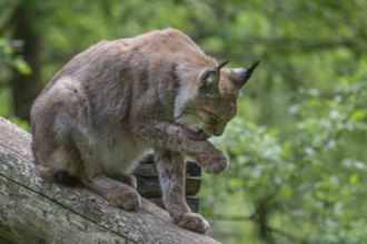 Eurasian lynx (Lynx lynx), wildlife park, Bavaria, Germany
