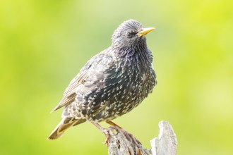 Starling (Sturnus vulgaris) Germany