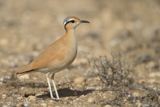 Cream-colored Courser (Cursorius cursor), Lanzarote, Spain