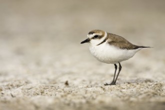 Kentish Plover (Charadrius alexandrinus), Castile-La Mancha, Spain