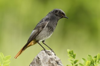 Black Redstart (Phoenicurus ochruros) male, St. Gallen, Switzerland