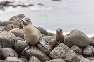 Sea lion (Zalophus wollebaeki), Galapagos, Ecuador