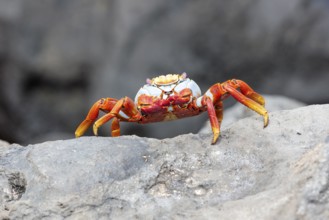 Red rock crab (Grapsus grapsus), San Cristobal, Galapagos, Ecuador