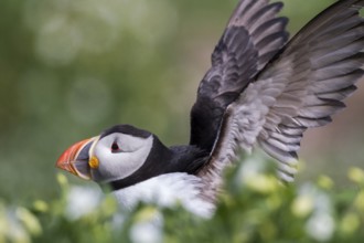 Atlantic Puffin (Fratercula arctica), Farne Islands, United Kingdom