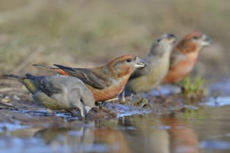 Parrot Crossbill (Loxia pytyopsittacus) group drinking, Netherlands
