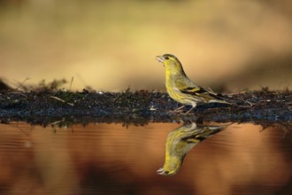 Eurasian Siskin (Spinus spinus) male, Utrecht, Netherlands
