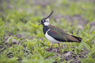 Northern Lapwing (Vanellus vanellus), Saxony-Anhalt, Germany