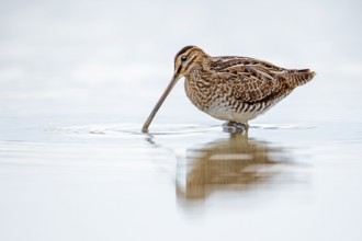 Common Snipe (Gallinago gallinago) foraging, Burgenland, Austria