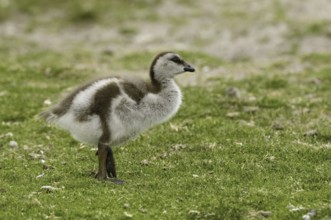 Ruddy-headed Goose (Chloephaga rubidiceps), Falkland Islands