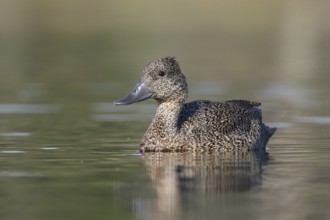 Freckled Duck (Stictonetta naevosa) female, Victoria, Australia