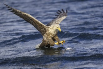 White-tailed Eagle (Haliaeetus albicilla) flying, Nord-Trondelag, Norway