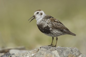 Rock Sandpiper (Calidris ptilocnemis), Alaska, USA