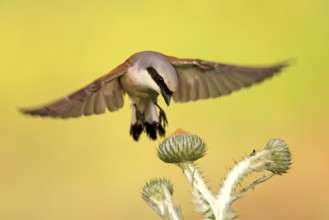 Red-backed Shrike (Lanius collurio) male flying, Baden-Wuerttemberg, Germany