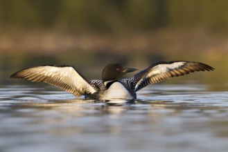 Great Northern Loon (Gavia immer), British Columbia, Canada