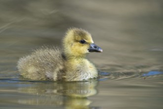 Greylag Goose (Anser anser) chick, Lower Saxony, Germany