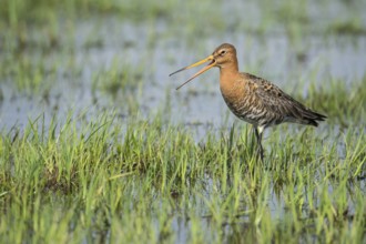 Black-tailed Godwit (Limosa limosa) calling, Lower Saxony, Germany