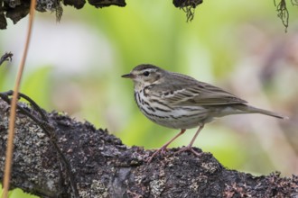 Olive-backed Pipit - Waldpieper - Anthus hodgsoni ssp. yunnanensis, Russia