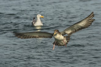 Scopoli's Shearwater (Calonectris diomedea) flying, Tuscany, Italy