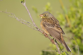 Ortolan Bunting - Ortolan - Emberiza hortulana, Kazakhstan, adult male