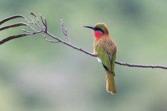 Red-throated Bee-eater (Merops bulocki) perched on a branch, Uganda