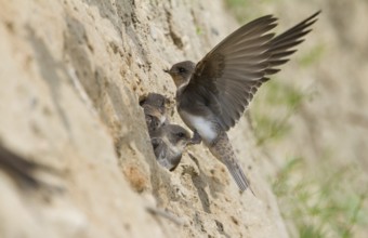 Common Sand Martin - Uferschwalbe - Riparia riparia ssp. riparia, Germany, juvenile