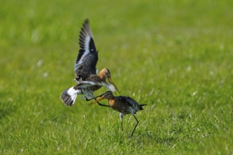 Uferschnepfe (Limosa limosa), Black-tailed Godwit, kaempfende Altvoegel, Mai, Nijkerk, Gelderland,