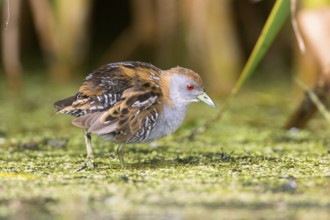 Baillon's Crake (Porzana pusilla palustris) foraging, Victoria, Australia