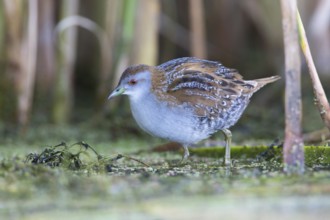 Baillon's Crake (Porzana pusilla palustris) foraging, Victoria, Australia