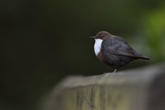 White-throated Dipper (Cinclus cinclus), North Rhine-Westphalia, Germany