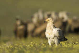 Egyptian Vulture (Neophron percnopterus), Castile-La Mancha, Spain