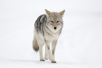Coyote (Canis latrans) adult walking in snowy countryside, Yellowstone National Park, Wyoming, USA