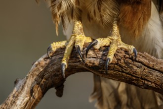 Common Buzzard (Buteo buteo), claws detail, Castile and Leon, Spain