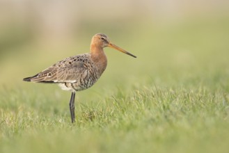 Black-tailed Godwit (Limosa limosa) foraging in marshland, North Holland, Netherlands