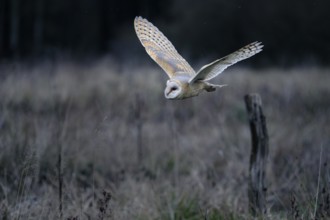 Schleiereule, lat. Tyto alba guttata, fliegt über einer Brachfläche vor einem Waldrand