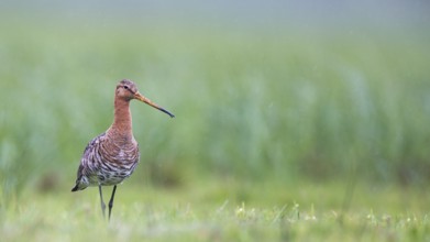 Black-tailed Godwit (Limosa limosa), Lower Saxony, Germany