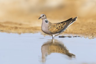 European Turtle Dove (Streptopelia turtur), Negev, Israel