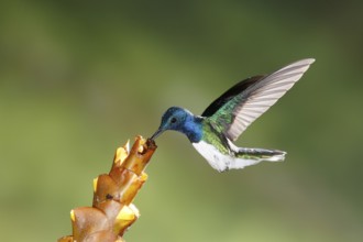 White-necked Jacobin (Florisuga mellivora) male flying and feeding on flower nectar, Costa Rica