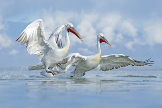 Bird in the water. Dalmatian pelican, Pelecanus crispus, landing in Lake Kerkini, Greece. Pelican