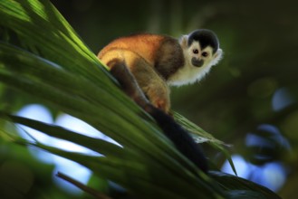 Monkey, long tail in tropic forest. Squirrel monkey, Saimiri oerstedii, sitting on the tree trunk