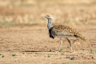 Houbara Bustard (Chlamydotis undulata), Zagora, Morocco