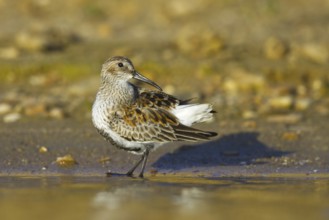 Dunlin (Calidris alpina) foraging, North Rhine-Westphalia, Germany