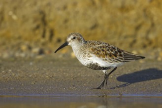 Dunlin (Calidris alpina) foraging, North Rhine-Westphalia, Germany