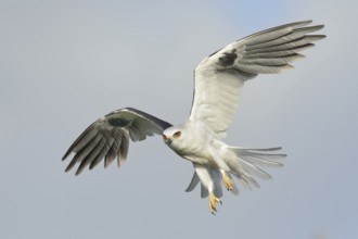 White-tailed Kite (Elanus leucurus), Texas, USA