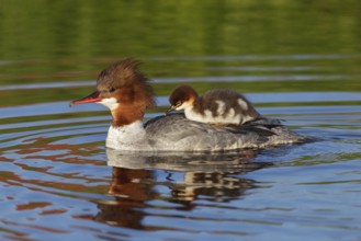 Common Merganser (Mergus merganser) female with chicks, Bavaria, Germany