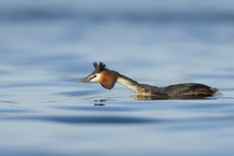 Great Crested Grebe (Podiceps cristatus), Zurich, Switzerland