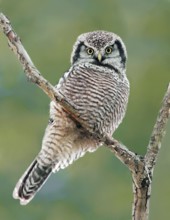 Northern Hawk-Owl (Surnia ulula), Saskatchewan, Canada
