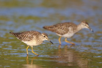 Wood Sandpiper (Tringa glareola), Greece