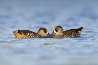 Pink-eared Duck (Malacorhynchus membranaceus) pair feeding, Victoria, Australia
