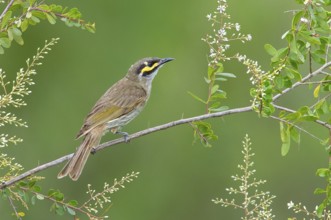 Yellow-faced Honeyeater (Caligavis chrysops), Victoria, Australia